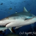 shark_reef_grey_ver_h_0743_yap2202.jpg